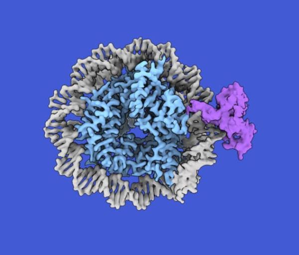 A nucleosome composed of DNA (gray) and histo<em></em>nes (blue) with a single hemimethylated cytosine bound by CDCA7 (purple). 