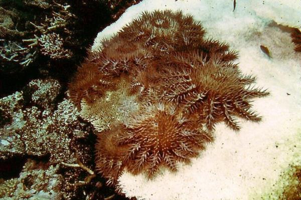 Starfish 'competing' for remaining live coral.