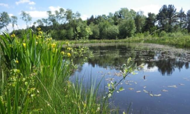 A large pond surrounded by overgrown grass and trees